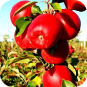 Яблоня "Гала Маст" 